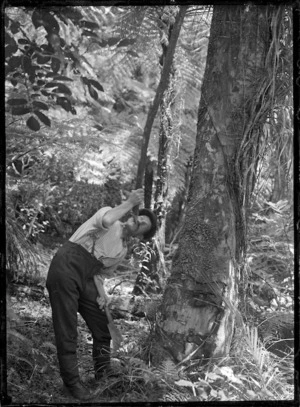 Albert Percy Godber obtaining a drink from a rata vine, circa 1918
