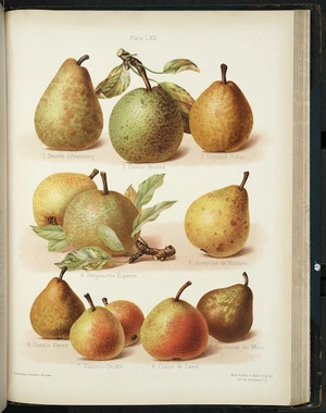The Herefordshire pomona, containing original figures and descriptions of the most esteemed kinds of apples and pears / the illustrations drawn and coloured from nature by Miss Ellis and Miss Bull ; technical editor, Robert Hogg ; general editor, Henry Graves Bull.