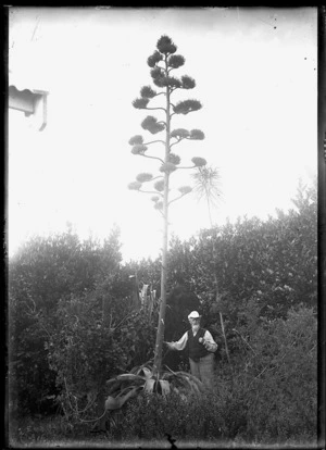 A man standing beneath the huge flower stalk of an agave shawii (Shaw's agave), with a lancewood on the right