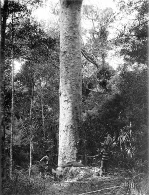 Young Maori men cutting down a kauri tree, North Auckland