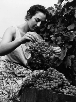 Patricia Mazuran picking grapes at Mazuran's Vineyards