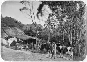 Scene at a dairy farm, 1906
