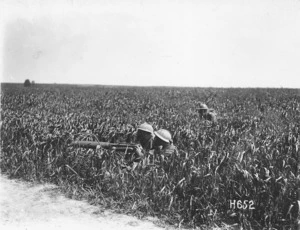 World War 1 soldiers in a corn field, Colincamps, France