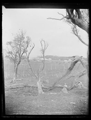 Scene with branches and houses, Chatham Islands