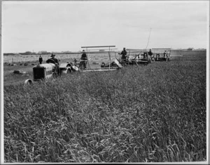 Reaper-binders in a field of grain - Photograph taken by Green & Hahn
