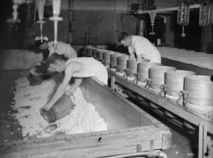 Cheese making; curd being placed in presses