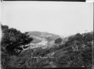 Landscape in Titirangi, with native bush