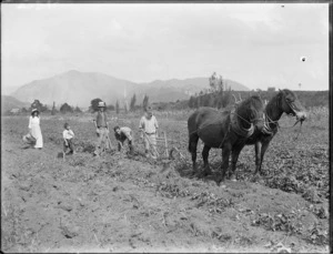 Horse drawn plough and workers in a kumara field, probably Northland region