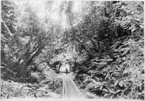 Bush tramway showing wooden rails, at Akatarawa, Price's Bush, circa 1903