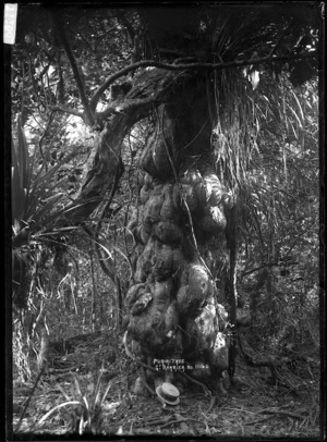 View of an old puriri tree