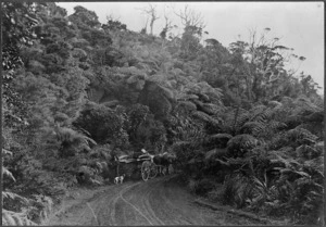 Horse-drawn wagonette on the West Coast Road, North Auckland