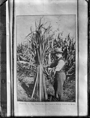 Flax worker with harvested leaves of flax (phormium tenax)