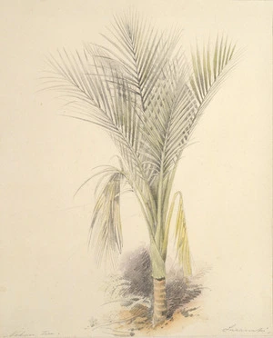 [Strutt, William] 1825-1915 :Nikau tree, Taranaki. [1855 or 1856]
