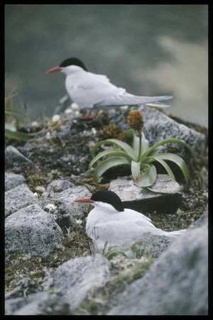 Photograph of a pair of Antarctic terns (Sterna vittata bethunei) at nest, Campbell Island