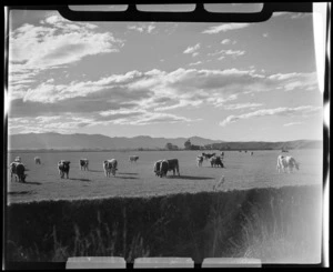 Cattle in a paddock, Canterbury