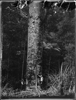 Men cutting down a kauri tree, Northland Region