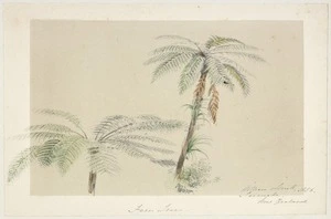 Strutt, William, 1825-1915 :Fern trees, Taranaki, New Zealand. 1856