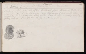 Mantell, Walter Baldock Durrant, 1820-1895 :[Diary entry for 22 Sep with drawing of tree and man's head. [1848]