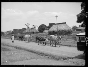 Cattle, Fiji