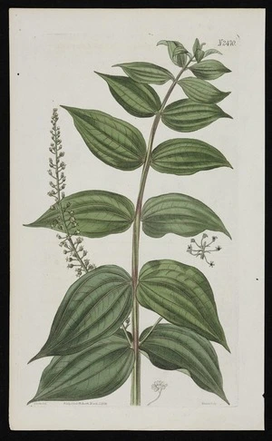 Curtis, John, 1791-1862 :Coriaria sarmentosa. New Zealand coriaria [tutu]. J Curtis del. Weddell sc. Published by S Curtis, Walworth, March 1, 1824