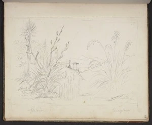 Mantell, Walter Baldock Durrant, 1820-1895 :Formium, towytowy.
