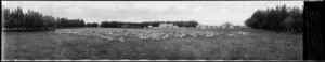 Sheep on William Watson's farm 'Mayfield' on Boyle Road, Heddon Bush, Southland