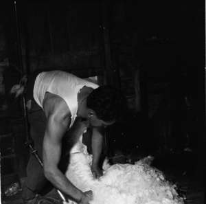 Maori sheep shearers at work, Wairarapa