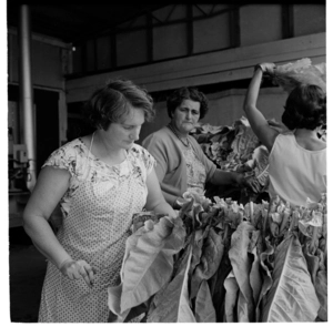 Scenes of tobacco farming, Motueka