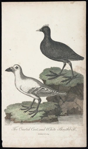 Edwards, George, 1694-1773: The Crested Coot, and White Sheathbill