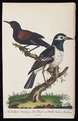 Edwards, George, 1694-1773: 1. The Wattled Starling 2. The Black and White Indian Starling