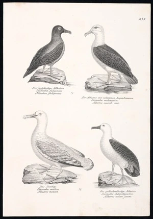 Brodtmann, Karl Joseph, 1787-1862: Der russfarbige Albatros. Der Albatros mit schwarzen Augenbrauen. Das Seeschaf. Der gelbschnäbelige Albatros