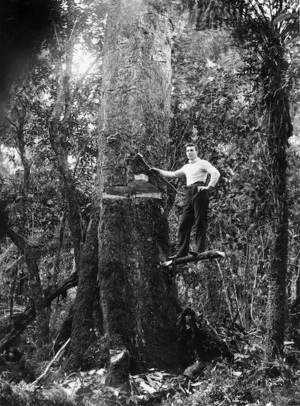 Felling a Kahikatea tree, King Country