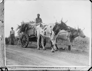 Bullock team hauling a cart of sugar cane, Fiji