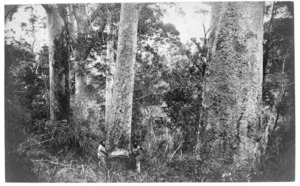 Kauri trees and timber workers, Cornwallis, Auckland