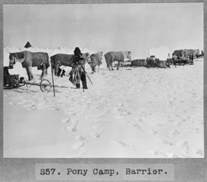 Pony camp at Barrier, Antarctica - Photograph taken by Captain Robert Falcon Scott