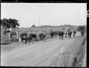 Bullocks returning from the field, Fiji