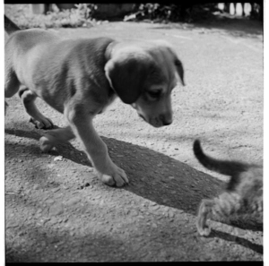 Beach at Matata, Bay of Plenty, and puppy and kitten playing together, 1970