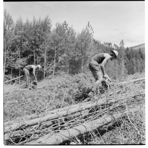 Tree felling and loading in the Golden Downs State Forest, 1971