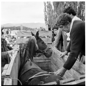 Rodeo at Palmerston North, 1971.