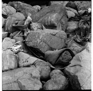 Seal colony, Otago Peninsula; and graffiti for Students Arts Festival, Otago University campus, Dunedin