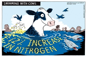 Swimming with Cows