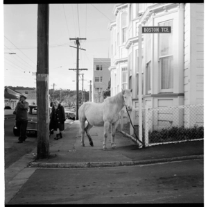 Horse hitched to pole on corner of Boston Terrace and Aro Street, and, tree planting on a steep hill overlooking Wainuiomata