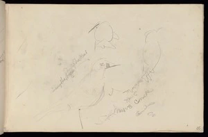 Hodgkins, Frances Mary 1869-1947 :[Sketches of birds. 1887]