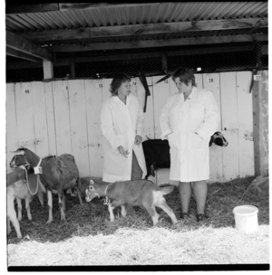 Groups of people with goats at an unidentified A&P show in the Wairarapa