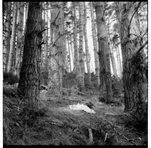 A baby lying on a shawl in a patch of sunlight filtering through a stand of pine trees