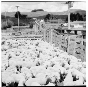 Scenes on a sheep farm, probably in the Hunterville area