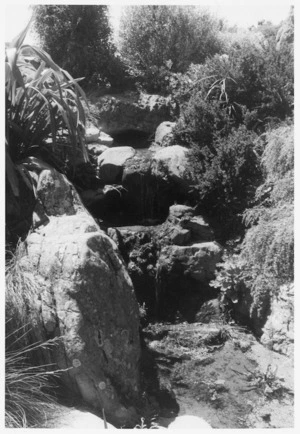Detail of the rock garden at Otari Native Plant Museum Wilton Wellington