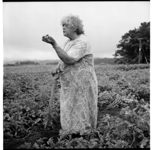 A Māori woman digging a crop of kumara [?], probably in the Ruatoria area
