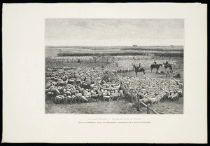 Artist unknown :Nouvelle-Zelande - troupeaux dans les enclos. Gravure de Hildibrand, d'apres une photographie communique par la Societe de Geographie [ca 1890 -1910s?]