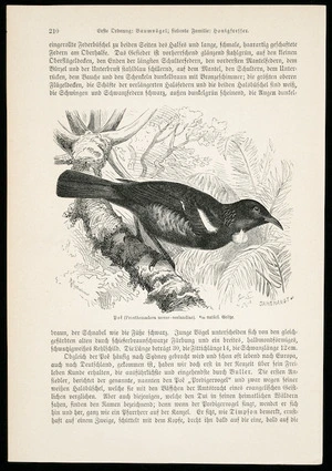 Kretschmer, Robert, 1818-1872 :Poe (Prosthemadera novae-seelandiae), 3/10 naturl. Grosse. Jahrmargt sc. Erste Ordnung - Baumvogel; siebente Familie - Honigsresser. [Page] 210 [1884-1887?]